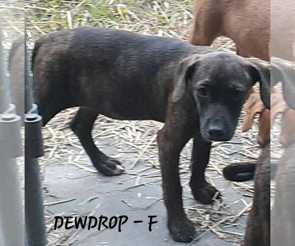 Medium Photo #1 Mutt Puppy For Sale in Hinton, WV, USA