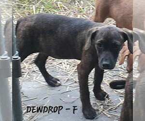 Mutt Dogs for adoption in Hinton, WV, USA