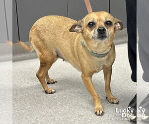 Chihuahua-Unknown Mix Dogs for adoption in Washington, DC, USA