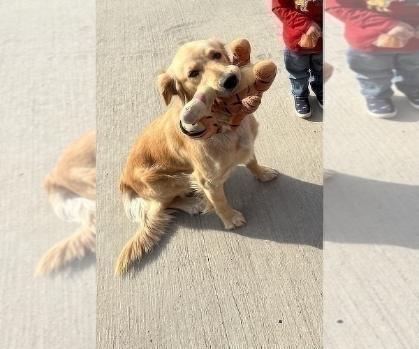 Medium Photo #1 Golden Retriever Puppy For Sale in HOUSTON, TX, USA