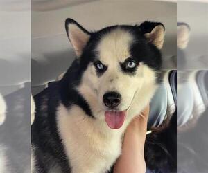 Siberian Husky Dogs for adoption in San Antonio, TX, USA