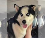 Small Siberian Husky