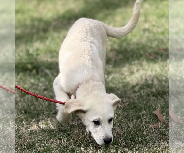 Medium Photo #3 Great Pyrenees-Unknown Mix Puppy For Sale in Yardley, PA, USA