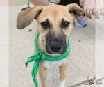 Small #1 Labrador Retriever Mix