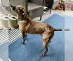 Small #13 Feist Terrier Mix
