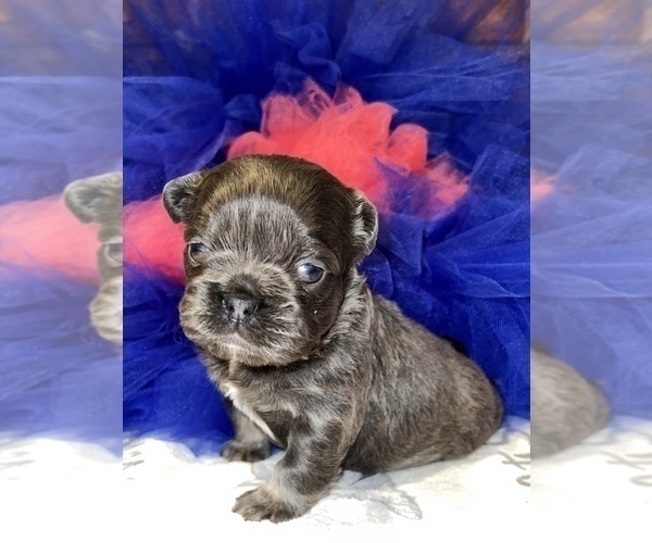 Medium Photo #7 French Bulldog Puppy For Sale in MIMS, FL, USA