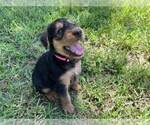 Small Photo #10 Airedale Terrier Puppy For Sale in MOUNT JULIET, TN, USA