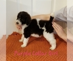 Small Photo #5 Poodle (Standard) Puppy For Sale in GREENVILLE, TX, USA