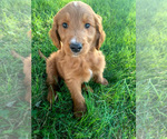 Small Photo #4 Goldendoodle Puppy For Sale in HOPKINTON, IA, USA