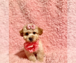 Poodle (Toy) Puppy for Sale in REDLANDS, California USA