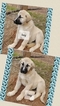 Small Photo #9 Anatolian Shepherd Puppy For Sale in LAURENS, SC, USA