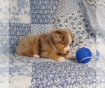 Small Photo #14 Miniature Australian Shepherd Puppy For Sale in HARRISON, OH, USA