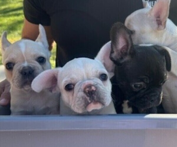 Medium Photo #9 Faux Frenchbo Bulldog-French Bulldog Mix Puppy For Sale in MOUNDRIDGE, KS, USA