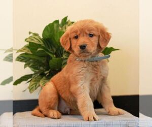 Golden Retriever Puppy for sale in LITITZ, PA, USA