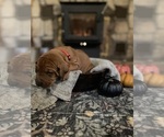 Small Photo #4 Rhodesian Ridgeback Puppy For Sale in BOISE, ID, USA