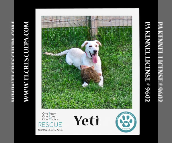Medium Photo #2 Shepradors Puppy For Sale in Kimberton, PA, USA