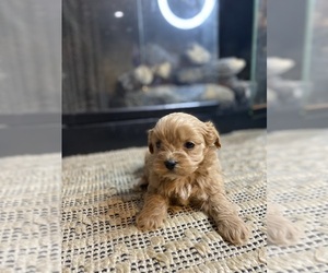 Mal-Shi-Poodle (Miniature) Mix Puppy for sale in MURFREESBORO, AR, USA