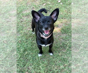 Chiweenie Dogs for adoption in Great Bend, KS, USA