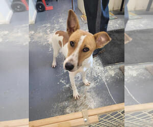 Siberian Husky-Unknown Mix Dogs for adoption in Linton, IN, USA