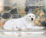 Small Photo #1 Labrador Retriever Puppy For Sale in GORDONVILLE, PA, USA