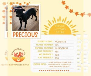 Chihuahua-Unknown Mix Dogs for adoption in New Oxford , PA, USA