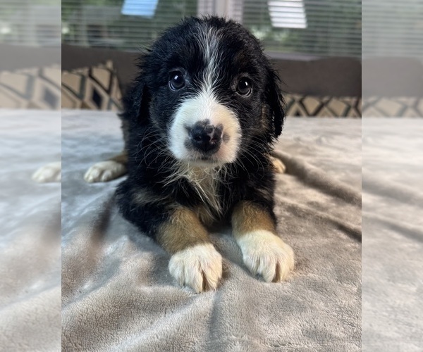 Medium Photo #72 Australian Shepherd Puppy For Sale in SALISBURY, NC, USA