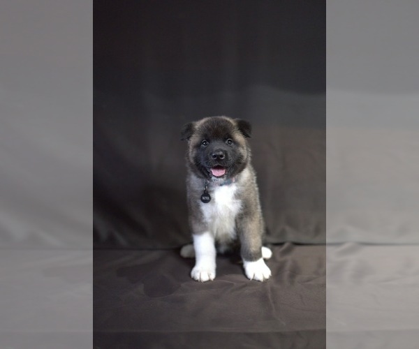 Medium Photo #1 Akita Puppy For Sale in YONKERS, NY, USA