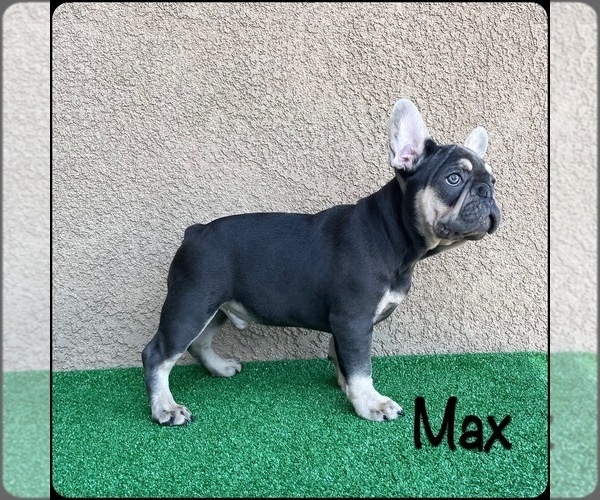 Medium Photo #6 French Bulldog Puppy For Sale in MURRIETA, CA, USA