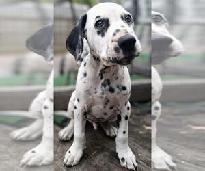 Dalmatian Puppy for sale in JACKSONVILLE, FL, USA
