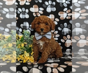 Poodle (Toy) Puppy for sale in LEOLA, PA, USA