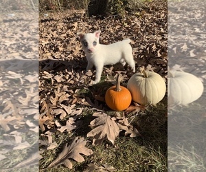 Finnish Spitz-Pomeranian Mix Puppy for sale in MONCLOVA, OH, USA