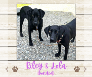 Labrador Retriever Dogs for adoption in Limerick, ME, USA