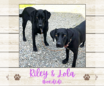 Small Labrador Retriever