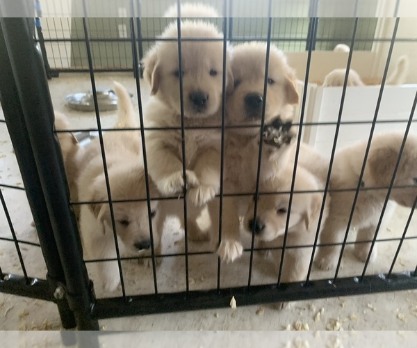 Medium Photo #1 Golden Retriever Puppy For Sale in AUMSVILLE, OR, USA