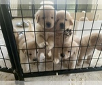 Small Photo #1 Golden Retriever Puppy For Sale in AUMSVILLE, OR, USA