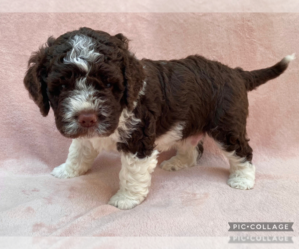Medium Photo #6 Lagotto Romagnolo Puppy For Sale in VANCOUVER, WA, USA