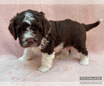 Small #5 Lagotto Romagnolo