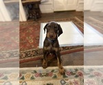 Small #7 Doberman Pinscher