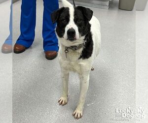 Colonial Cocker Spaniel-Pointer Mix Dogs for adoption in Washington, DC, USA