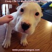 Small Photo #149 Dogo Argentino Puppy For Sale in PINEVILLE, MO, USA