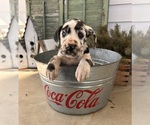 Small #3 Great Dane