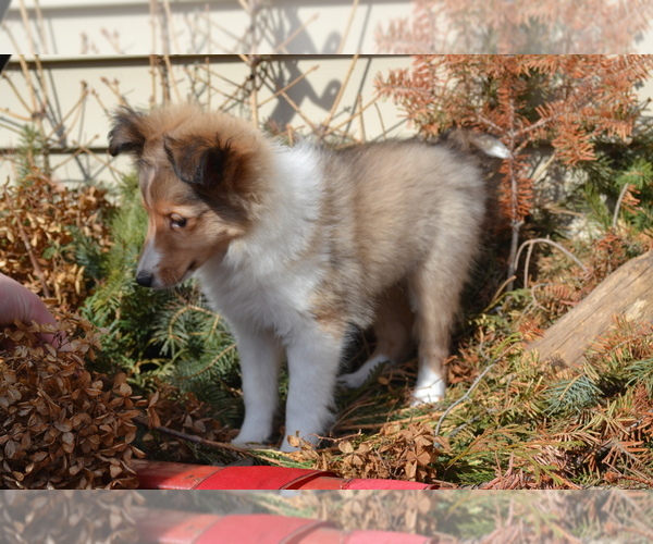 Medium Photo #14 Shetland Sheepdog Puppy For Sale in GREENWOOD, WI, USA