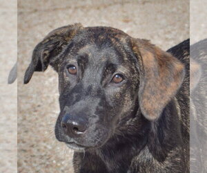 Plott Hound-Unknown Mix Dogs for adoption in Huntley, IL, USA