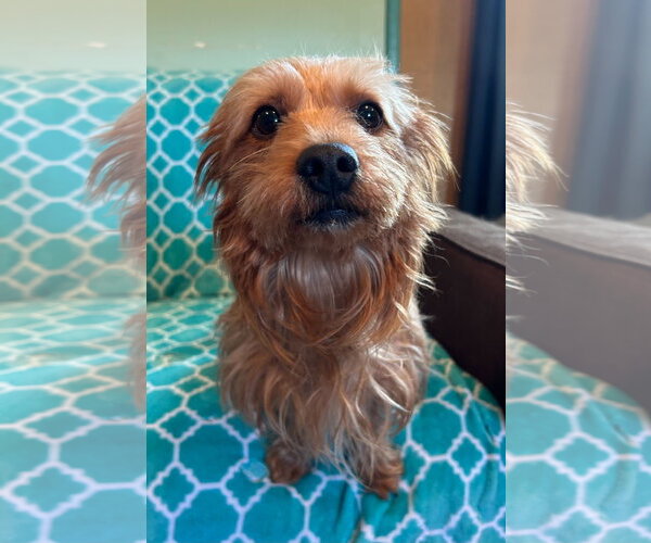 Medium Photo #7 Mutt Puppy For Sale in Pacolet, SC, USA