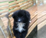 Small Photo #3 Labrador Retriever-Pomeranian Mix Puppy For Sale in SPENCER, TN, USA