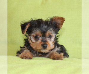 Yorkshire Terrier Puppy for sale in JUNIPER HILLS, CA, USA