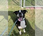 Small #1 Labrador Retriever Mix