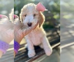 Small #2 Goldendoodle