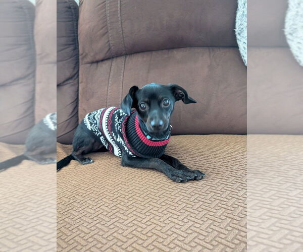 Medium Photo #2 Chiweenie Puppy For Sale in Lakewood, CO, USA