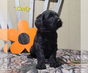 Labradoodle-Poodle (Standard) Mix Puppy for sale in CANAJOHARIE, NY, USA